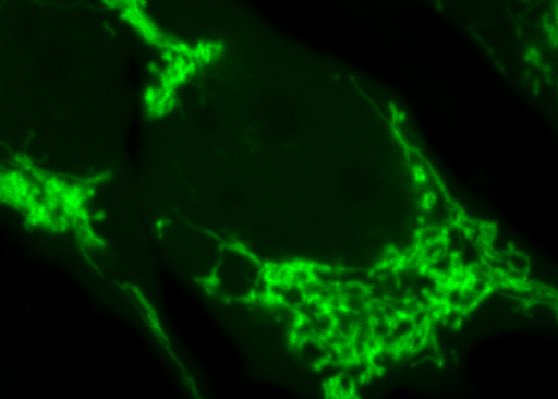 Vue microscopique de mitochondrie, utilisée dans le projet FAST technologie développée par Arnaud Gautier, chercheru à l'ENS (membre de l'Université PSL)