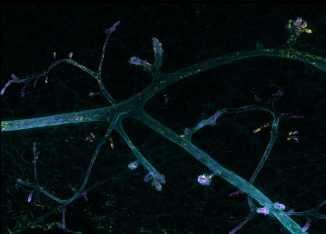 La petite Venise de la Biologie © Carine Rossé, Emilie Lagoutte, Marie Irondelle Institut Curie