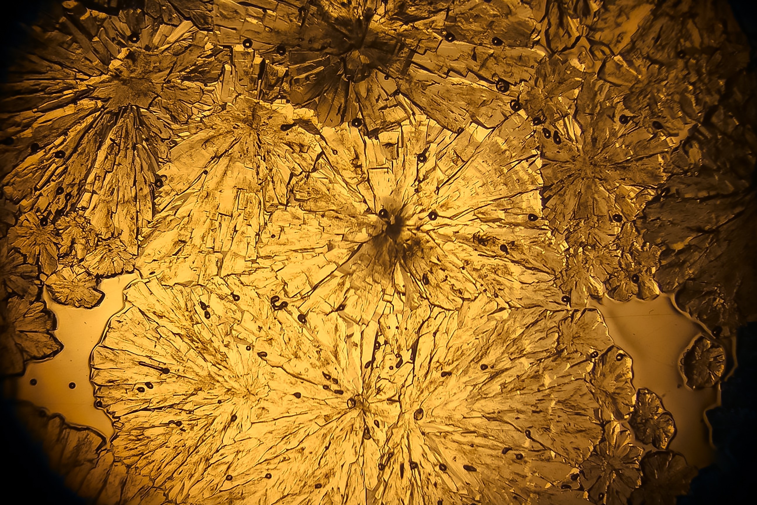 visuel chaire beautés l'oréal psl
