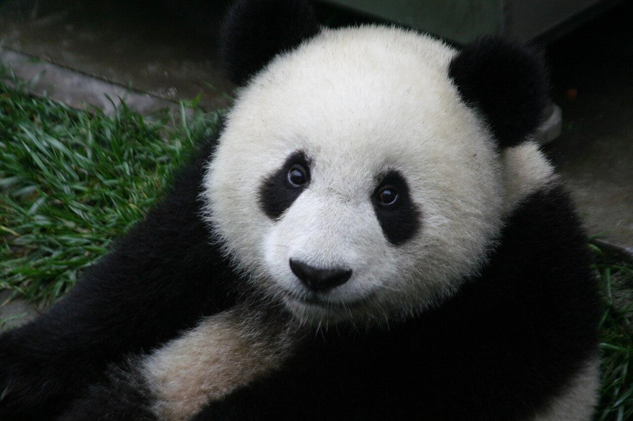 test-img