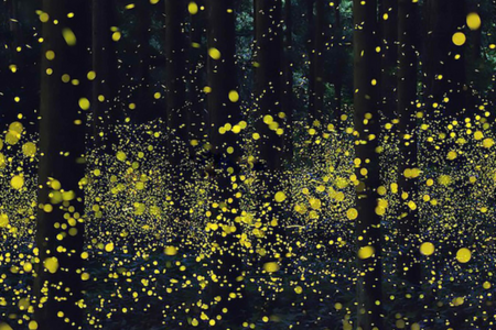 ""Des milliers de lucioles photographiées au Japon Image credits: Daisuke Aochi