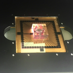 microbrain startup