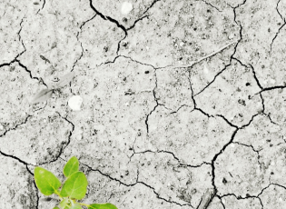 rechauffement climatique