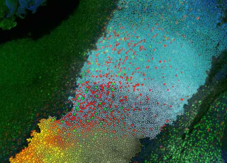 Genovesia ©Institut de biologie de l'école normale supérieure - IBENS