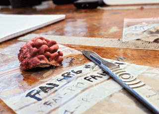 Tara Pacific_ Prélèvements de coralline sampling