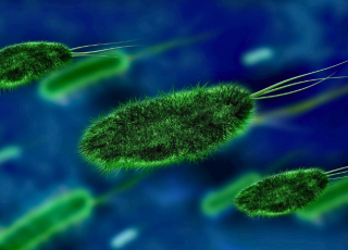 CNRS PSL Bactéries mangeuses d'hydrocarbures