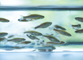 Seulement trois poissons suffisent à former un banc !