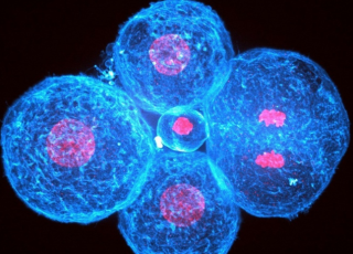 L’embryon humain doit son premier changement de forme à la contraction de ses cellules