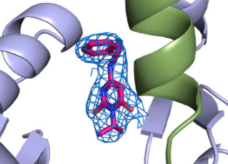Caractérisation de deux molécules modulant la contraction cardiaque : un pas de plus vers la médecine de précision